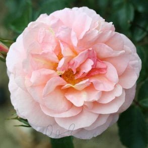 The Wren Bare Root Rose