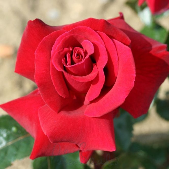 Thinking Of You
