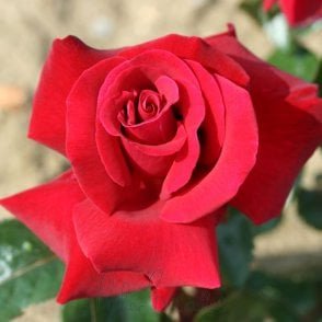 Thinking Of You Potted Rose