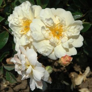 Thisbe Bare Root Rose