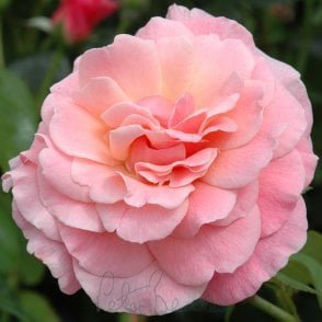 Tickled Pink Potted Rose