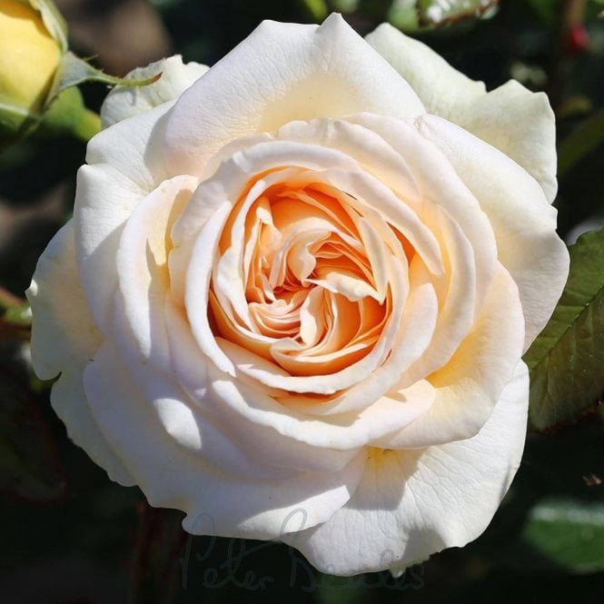 Timeless Cream