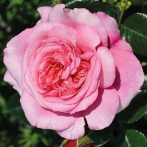 Timeless Pink Bare Root Rose