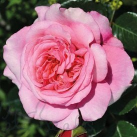 Timeless Pink