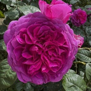 Timeless Purple Potted Rose