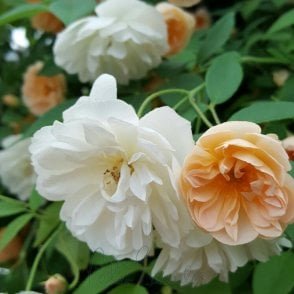 Treasure Trove Potted Rose