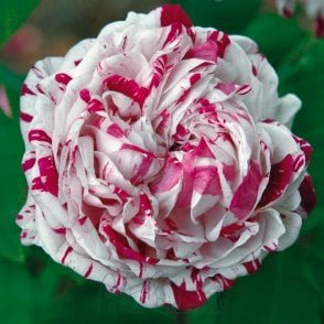 Variegata Di Bologna Potted Rose
