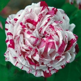 Variegata Di Bologna