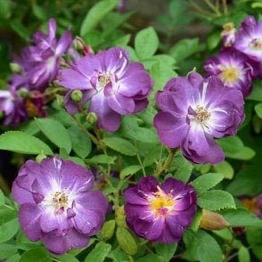 Veilchenblau Bare Root Rose
