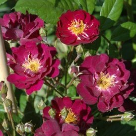 Violette
