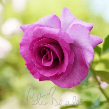 Violette Parfume