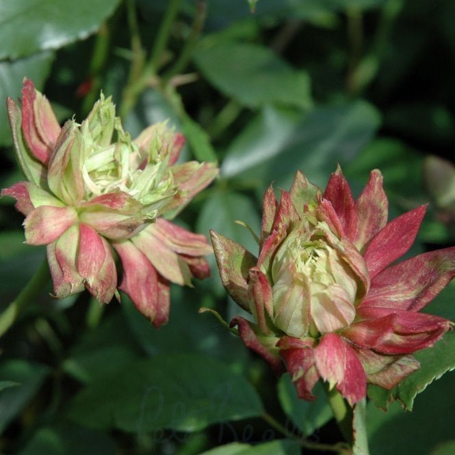 Viridiflora