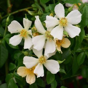 Wedding Day Bare Root Rose