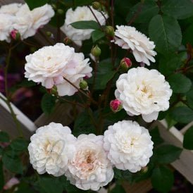 White Pet (Half Standard Rose)