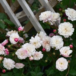White Pet (Standard) Potted Rose