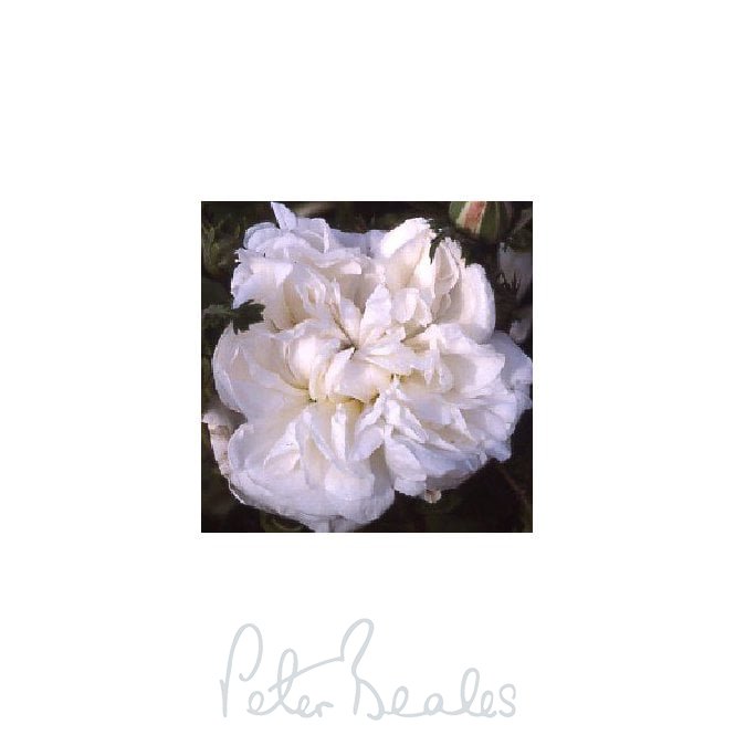 White Provence
