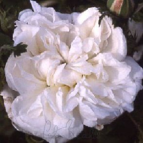 White Provence Bare Root Rose