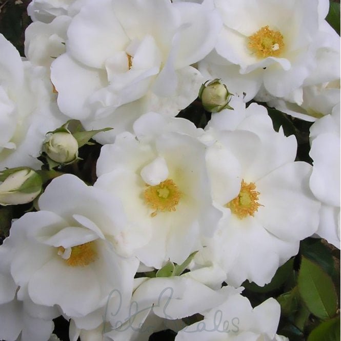 White Star