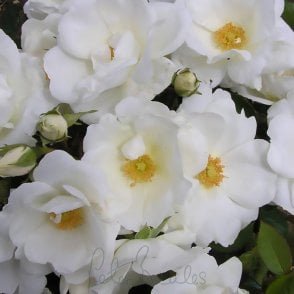 White Star Potted Rose