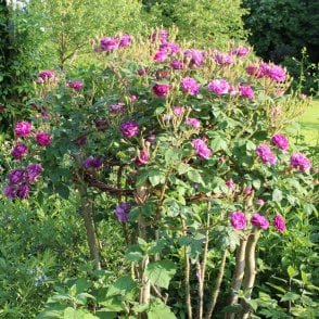 William Lobb Bare Root Rose