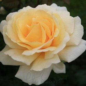 Winter Sun Bare Root Rose