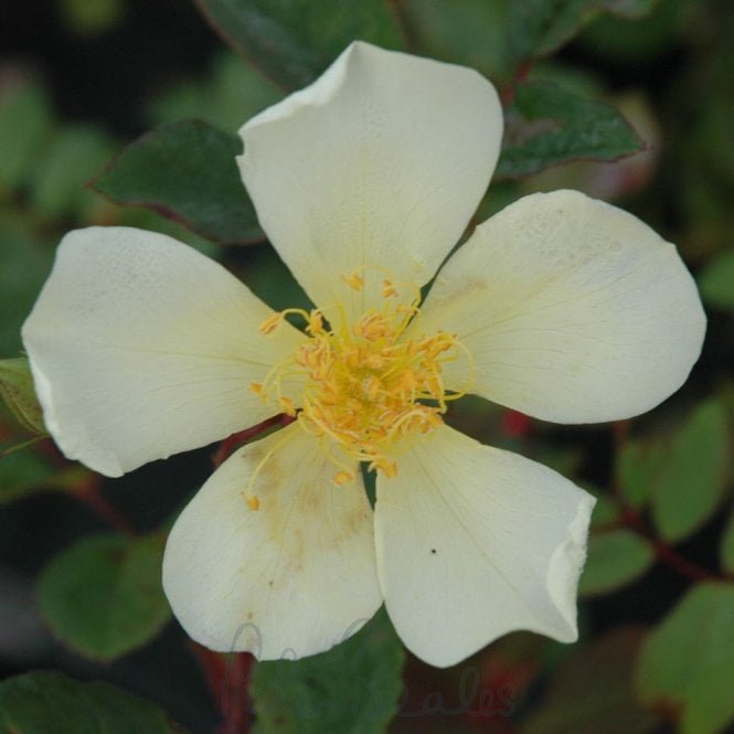 Yellow Mutabilis
