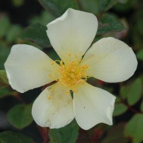 Yellow Mutabilis Potted Rose