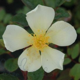 Yellow Mutabilis
