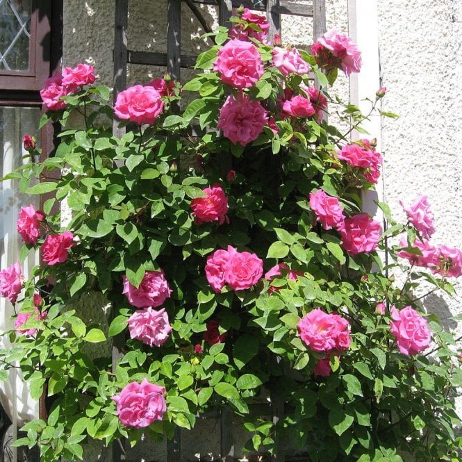 Zephirine Drouhin